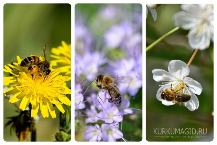 Пчёлы собирают нектар