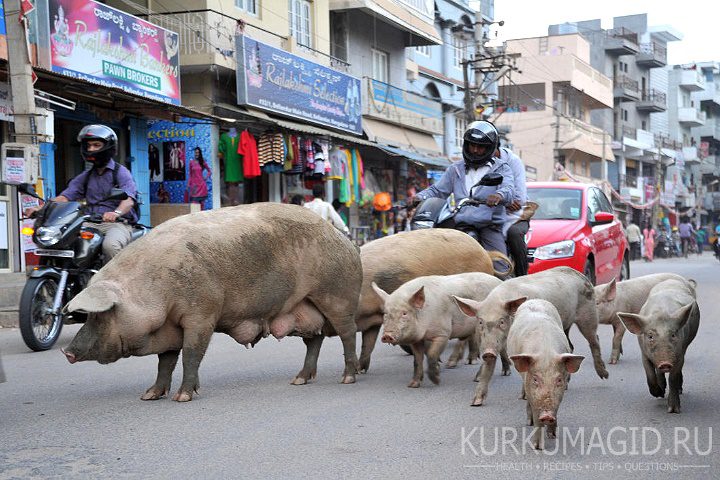 Животные на улице Индии